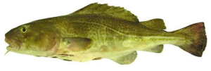 Cod